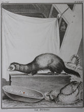 Load image into Gallery viewer, Jacques de Sève, after. Le Putois. Engraved by Christian Friedrich Fritzsch. 1772.
