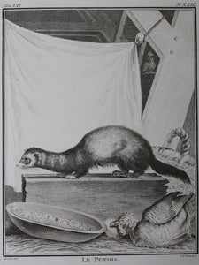 Jacques de Sève, after. Le Putois. Engraved by Christian Friedrich Fritzsch. 1772.
