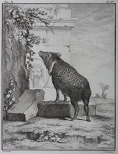 Load image into Gallery viewer, Jacques de Sève, after. Pecari in antique ruins. Engraved by C.F. Fritzsch. C. 1772.
