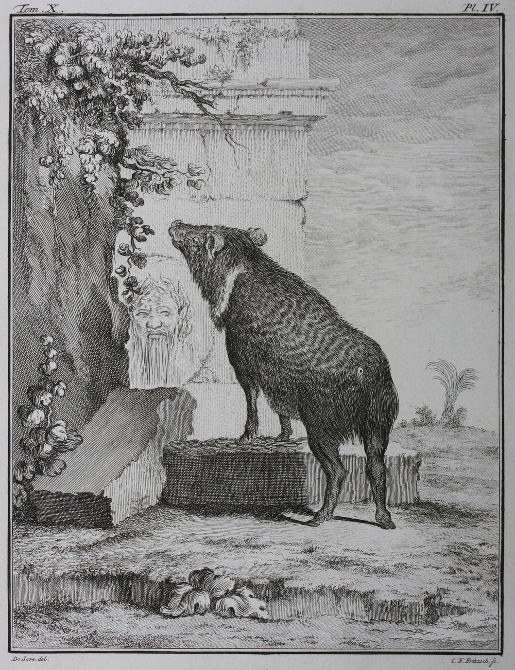 Jacques de Sève, after. Pecari in antique ruins. Engraved by C.F. Fritzsch. C. 1772.