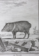 Load image into Gallery viewer, Jacques de Sève, after. Le Pecari. Engraved by Christian Friedrich Fritzsch. C. 1772.
