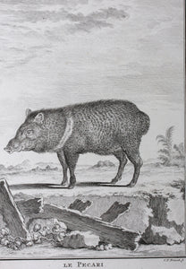 Jacques de Sève, after. Le Pecari. Engraved by Christian Friedrich Fritzsch. C. 1772.