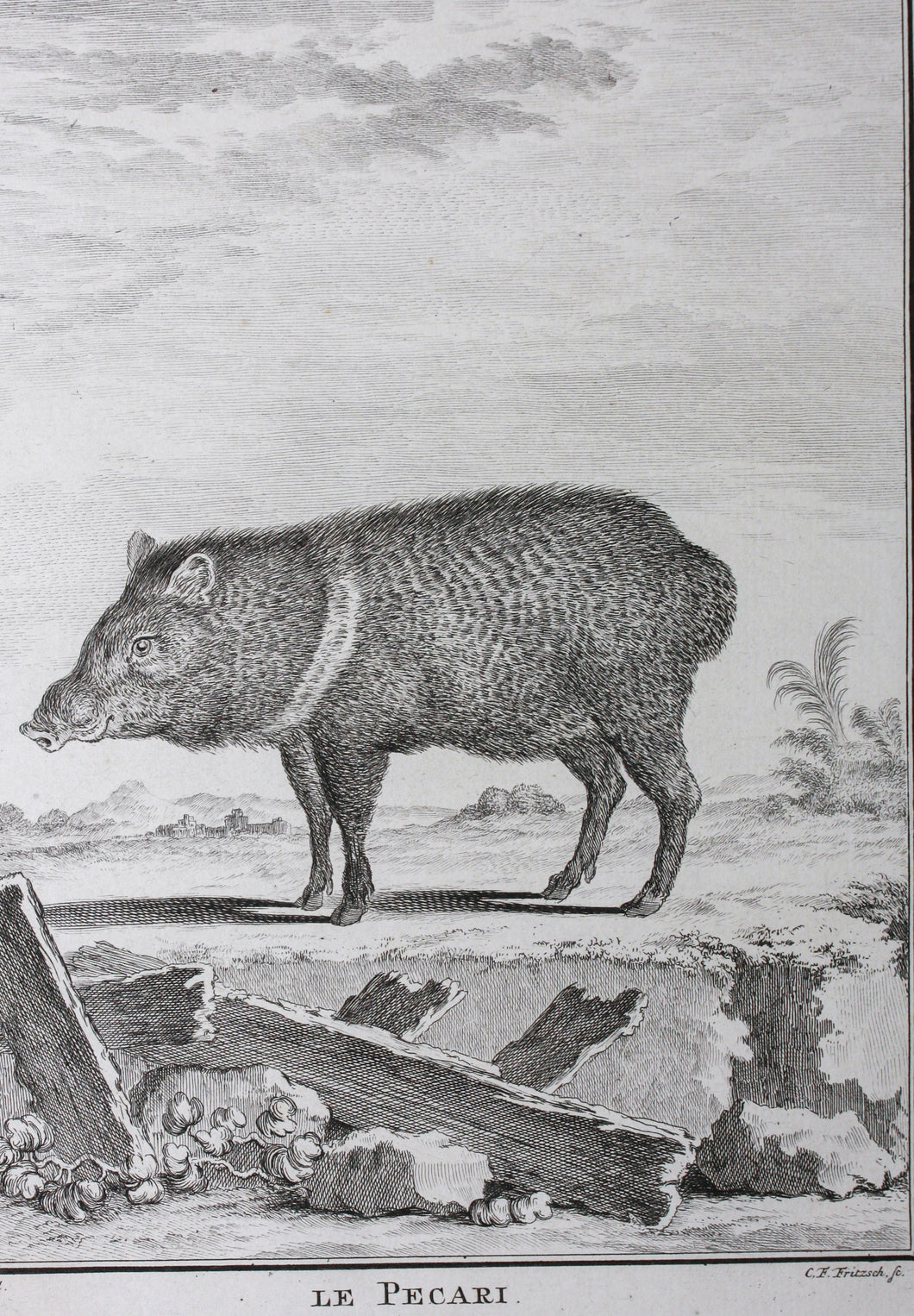 Jacques de Sève, after. Le Pecari. Engraved by Christian Friedrich Fritzsch. C. 1772.