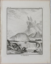 Load image into Gallery viewer, Jacques de Sève, after. le Desman. Engraved by Christian Friedrich Fritzsch. 1768.
