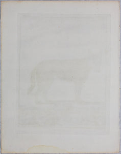 Jacques de Sève, after. Loup Noir. Engraved by Christian Friedrich Fritzsch. 1776.