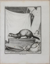 Load image into Gallery viewer, Jacques de Sève, after. Le Putois. Engraved by Christian Friedrich Fritzsch. 1772.
