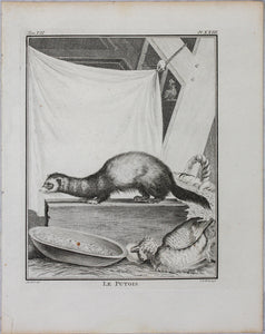Jacques de Sève, after. Le Putois. Engraved by Christian Friedrich Fritzsch. 1772.