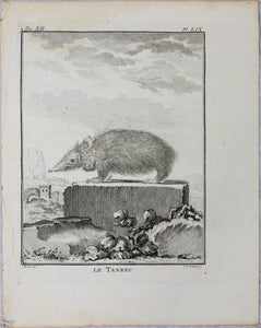 Jacques de Sève, after. Le Tanrec . Engraved by Christian Friedrich Fritzsch. 1770.