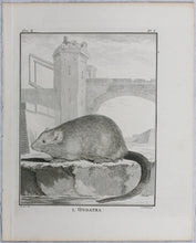 Load image into Gallery viewer, Jacques de Sève, after. l&#39;Ondatra. Engraved by Christian Friedrich Fritzsch. 1768.
