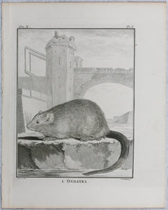 Jacques de Sève, after. l'Ondatra. Engraved by Christian Friedrich Fritzsch. 1768.