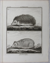 Load image into Gallery viewer, Jacques de Sève, after. Le Herisson. Engraved by Christian Friedrich Fritzsch. C. 1772.
