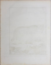 Load image into Gallery viewer, Jacques de Sève, after. Le Loup. Engraved by Christian Friedrich Fritzsch. 1772.
