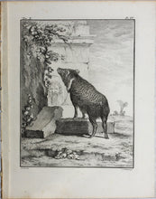 Load image into Gallery viewer, Jacques de Sève, after. Pecari in antique ruins. Engraved by C.F. Fritzsch. C. 1772.
