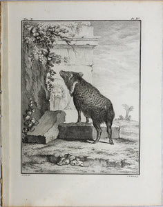 Jacques de Sève, after. Pecari in antique ruins. Engraved by C.F. Fritzsch. C. 1772.