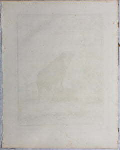 Jacques de Sève, after. Pecari in antique ruins. Engraved by C.F. Fritzsch. C. 1772.
