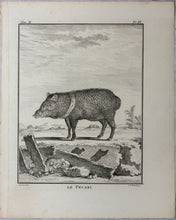 Load image into Gallery viewer, Jacques de Sève, after. Le Pecari. Engraved by Christian Friedrich Fritzsch. C. 1772.
