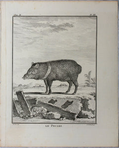 Jacques de Sève, after. Le Pecari. Engraved by Christian Friedrich Fritzsch. C. 1772.