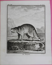 Load image into Gallery viewer, Jacques de Sève, after. Le Raton. Engraved by Christian Friedrich Fritzsch. 1772.
