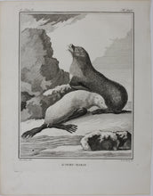 Load image into Gallery viewer, Jacques de Sève, after. L&#39;Ours-Marin. Engraved by O. de Vries. 1785.

