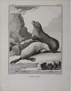 Jacques de Sève, after. L'Ours-Marin. Engraved by O. de Vries. 1785.