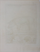 Load image into Gallery viewer, Jacques de Sève, after. Le Verrat. Engraved by Christian Friedrich Fritzsch. 1766.
