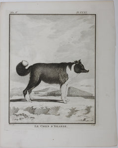 Jacques de Sève, after. Le Chien d'Islande. Engraved by Christian Friedrich Fritzsch. 1766.