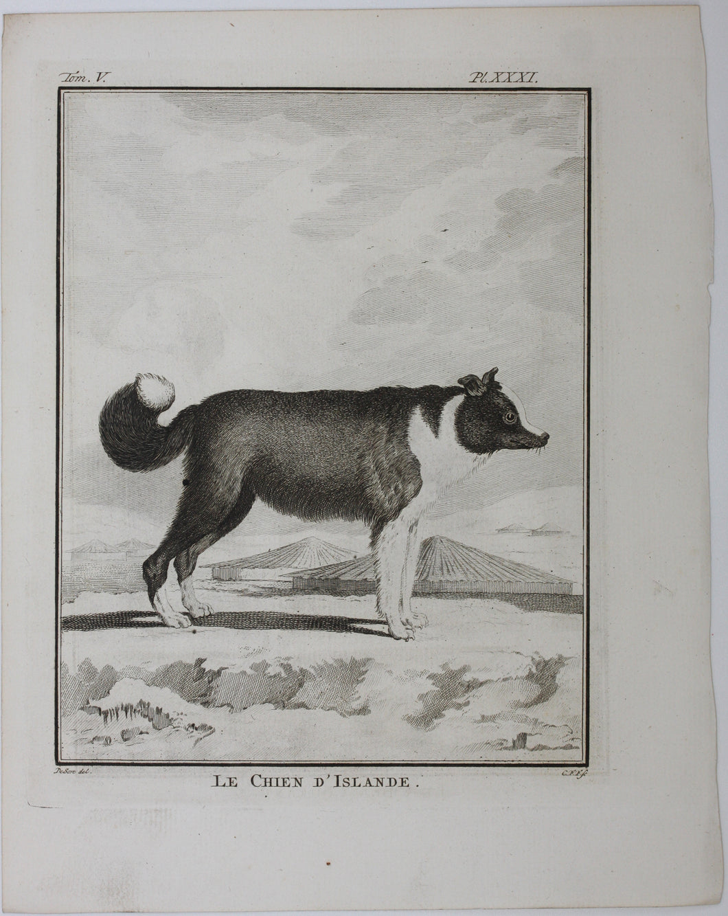 Jacques de Sève, after. Le Chien d'Islande. Engraved by Christian Friedrich Fritzsch. 1766.