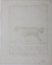 Load image into Gallery viewer, Jacques de Sève, after. Le Chien d&#39;Islande. Engraved by Christian Friedrich Fritzsch. 1766.
