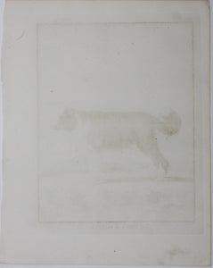 Jacques de Sève, after. Le Chien d'Islande. Engraved by Christian Friedrich Fritzsch. 1766.