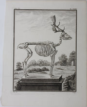 Load image into Gallery viewer, Buvée, after. [Du Daim, squelette]. Engraved by Christian Friedrich Fritzsch. C. 1766.
