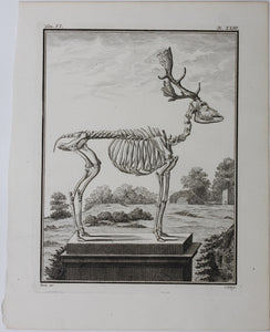 Buvée, after. [Du Daim, squelette]. Engraved by Christian Friedrich Fritzsch. C. 1766.