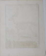 Load image into Gallery viewer, Buvée, after. [Du Daim, squelette]. Engraved by Christian Friedrich Fritzsch. C. 1766.
