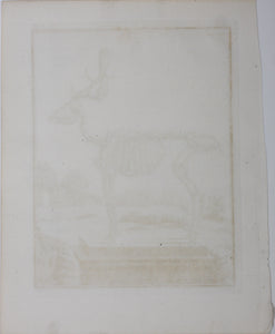 Buvée, after. [Du Daim, squelette]. Engraved by Christian Friedrich Fritzsch. C. 1766.