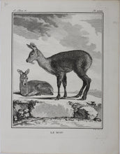 Load image into Gallery viewer, Le Musc. Engraved by O. de Vries. 1785.
