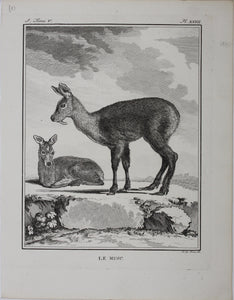 Le Musc. Engraved by O. de Vries. 1785.