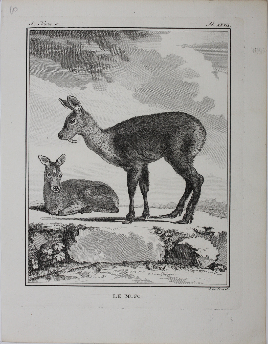 Le Musc. Engraved by O. de Vries. 1785.