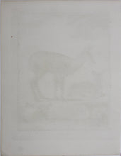 Load image into Gallery viewer, Le Musc. Engraved by O. de Vries. 1785.
