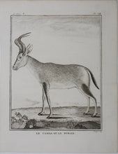 Load image into Gallery viewer, Le Camaa ou le Bubale. Engraved by William Tringham. 1785.
