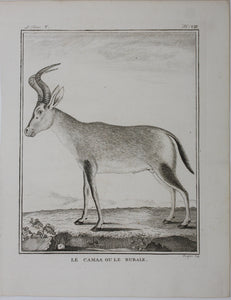 Le Camaa ou le Bubale. Engraved by William Tringham. 1785.