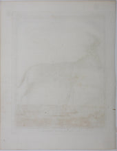 Load image into Gallery viewer, Le Camaa ou le Bubale. Engraved by William Tringham. 1785.

