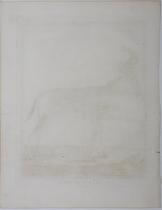 Le Camaa ou le Bubale. Engraved by William Tringham. 1785.