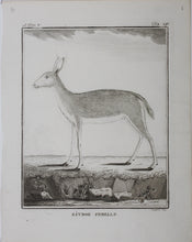 Load image into Gallery viewer, Ritbok Femelle. Engraved by William Tringham. 1785.

