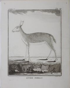 Ritbok Femelle. Engraved by William Tringham. 1785.