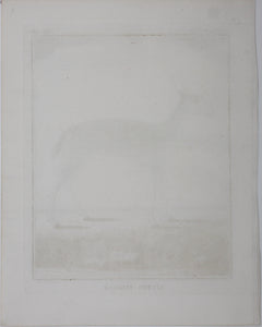 Ritbok Femelle. Engraved by William Tringham. 1785.