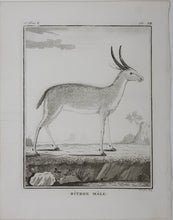 Load image into Gallery viewer, Ritbok Male. Engraved by William Tringham. 1785.
