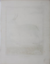 Load image into Gallery viewer, Ritbok Male. Engraved by William Tringham. 1785.
