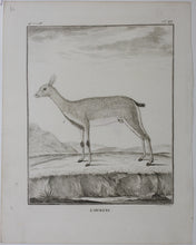 Load image into Gallery viewer, L&#39;Ourebi. Engraved by Christian Friedrich Fritzsch. 1785.
