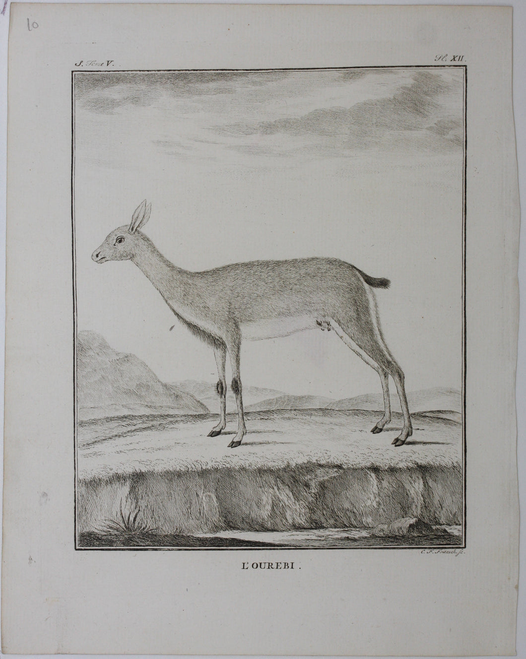 L'Ourebi. Engraved by Christian Friedrich Fritzsch. 1785.