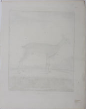 Load image into Gallery viewer, L&#39;Ourebi. Engraved by Christian Friedrich Fritzsch. 1785.
