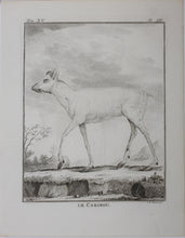 Load image into Gallery viewer, Le Caribou. Engraved by Christian Friedrich Fritzsch. 1771.
